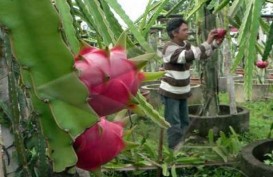 Bali Siapkan 45 Hektare Lahan Buah Naga untuk Ekspor ke China